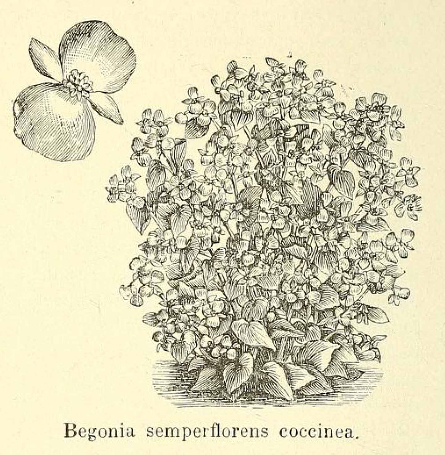B. ‘Semperflorens Coccinea’